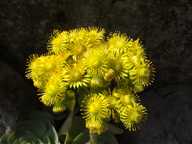 Klick f�r gro�es Bild