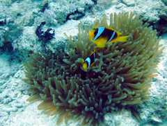 Klick f�r gro�es Bild