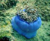 Klick f�r gro�es Bild