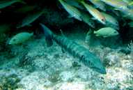 Klick f�r gro�es Bild