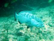 Klick f�r gro�es Bild