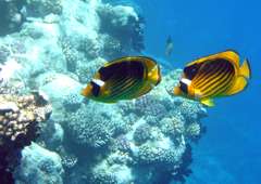 Klick f�r gro�es Bild