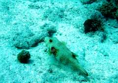 Klick f�r gro�es Bild