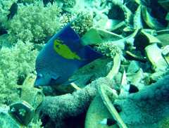 Klick f�r gro�es Bild