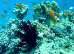 Klick f�r gro�es Bild