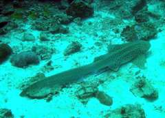 Klick f�r gro�es Bild