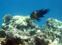 Klick f�r gro�es Bild