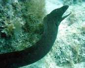 Klick f�r gro�es Bild