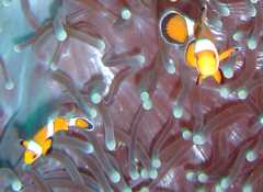 Klick f�r Film (1,6 MB)