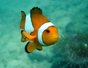 Klick f�r gro�es Bild