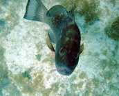 Klick f�r gro�es Bild