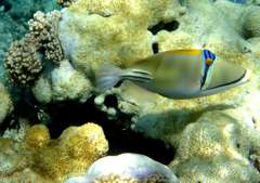 Klick f�r gro�es Bild