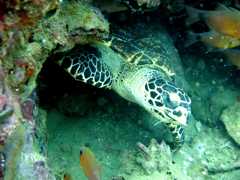 Klick f�r gro�es Bild