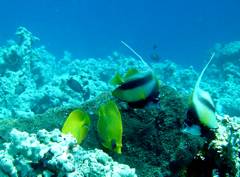 Klick f�r gro�es Bild